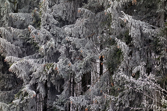 2018-12-29 rauhreif am kornberg3