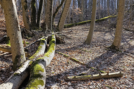 2019-02-24 wald am fuchseck 07