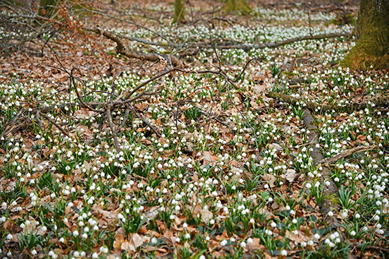 2019-03-03 maerzenbecher am fuchseck 04