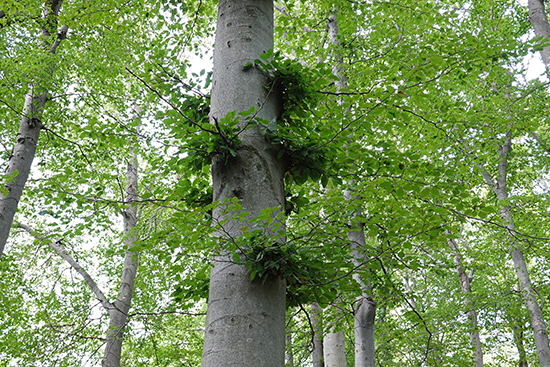 2019-08-21 baum am kornberg