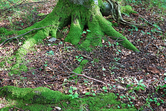 2019-08-21 baum mit moos am kornberg