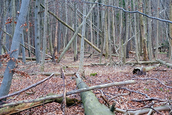 2020-02-16 beim fuchseck02