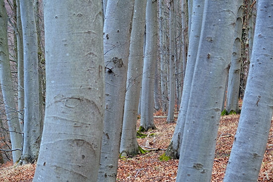 2020-02-16 beim fuchseck03