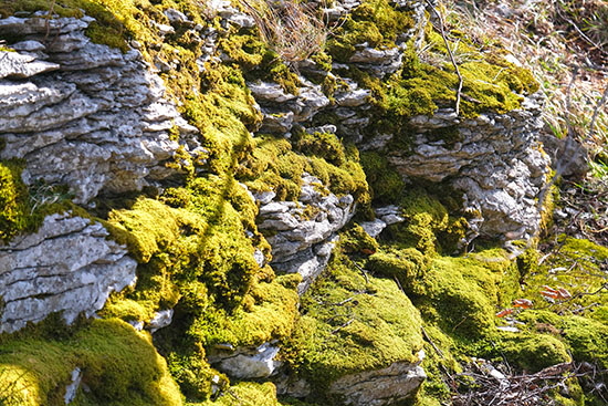 2020-03-15 moos bei auendorf