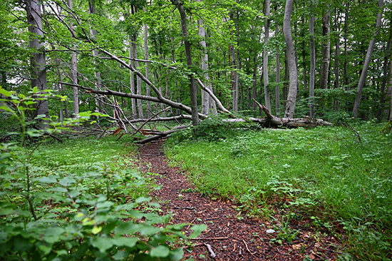 2020-06-07 wald am kornberg2