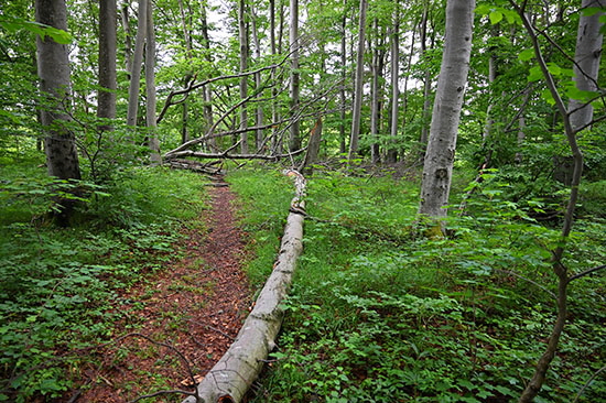 2020-06-07 wald am kornberg3