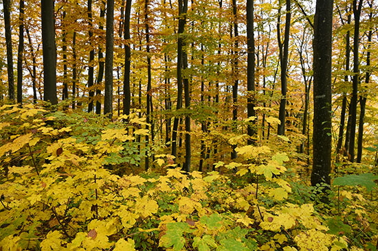 2020-10-24 herbst am hornberg1