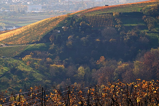 2020-11-07 weinberge bei grunbach