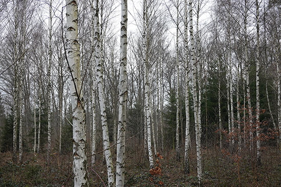 2021-02-07 birken im schurwald2