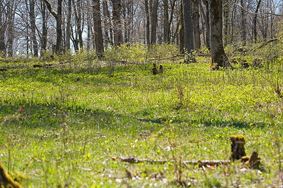 2021-04-25 nordalb wald2