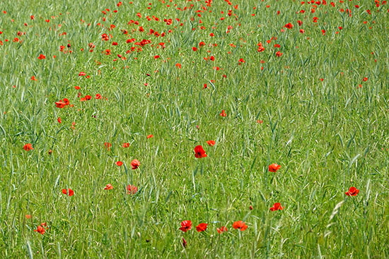 2021-06-11 mohn im taubertal1