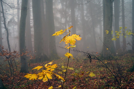2021-11-21 herbstbaeume06