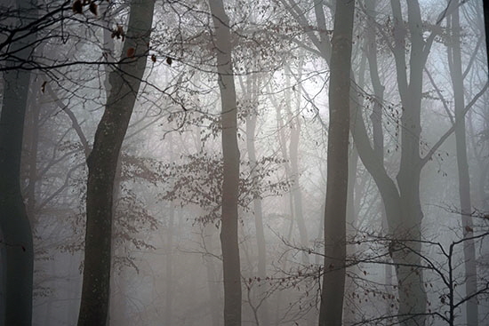 2021-11-21 herbstbaeume07