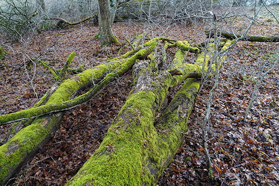 2021-12-27 moss+baeume nordalb3