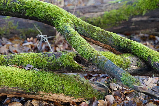 2021-12-27 moss+baeume nordalb8