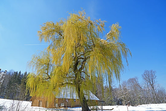 2022-04-04 weide bei duernau2