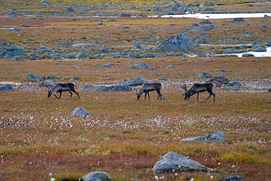 2022-09 schweden-norwegen 1500