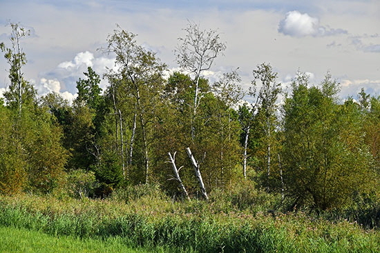 DSC_0042