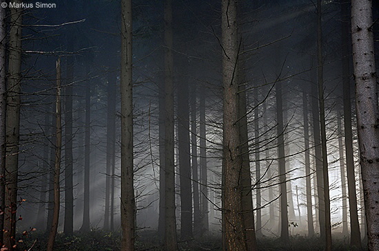 �2011-11-13 nebel beim reussenstein 13