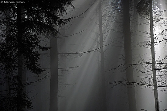 �2011-11-13 nebel beim reussenstein 17