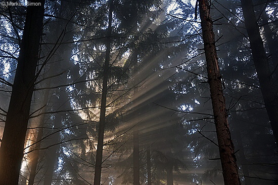 �2011-11-13 nebel beim reussenstein 20