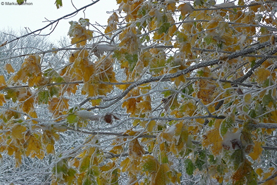 �2012-10-28 kornberg blaetter mit schnee3