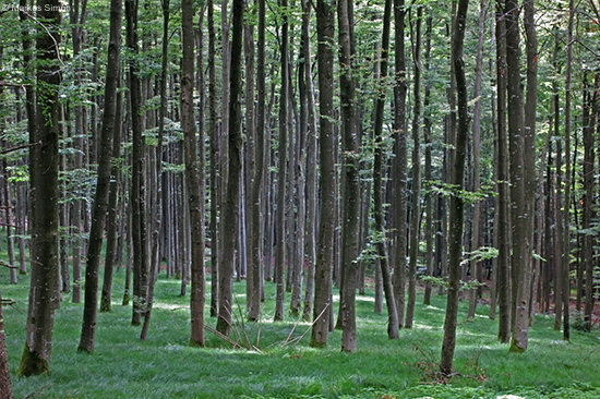 �2013-06-22 wald am bernhardus3