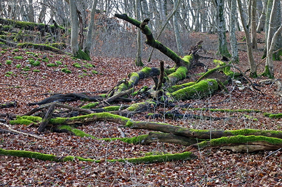 �2014-01-12 bemooste baeume am sommerberg2