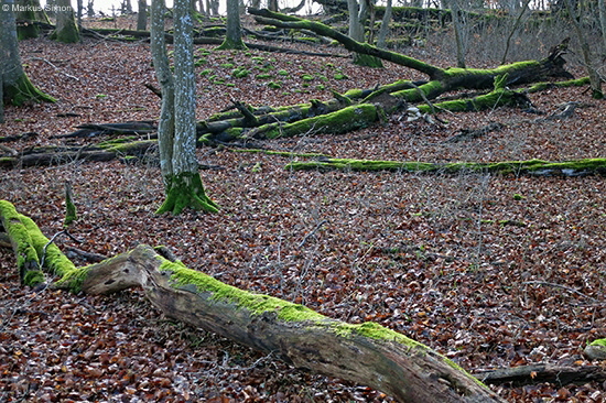 �2014-01-12 bemooste baeume am sommerberg3