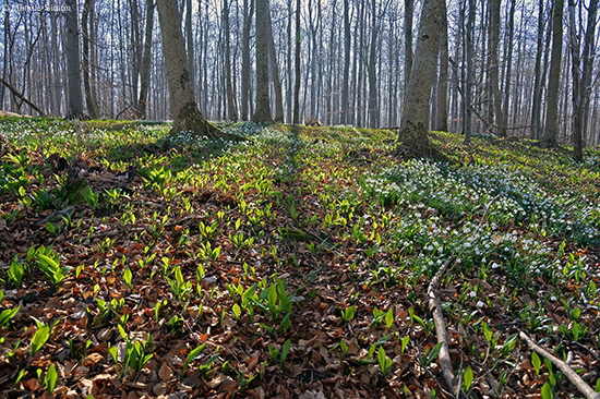 �2014-03-09 maerzenbecher fuchseck3