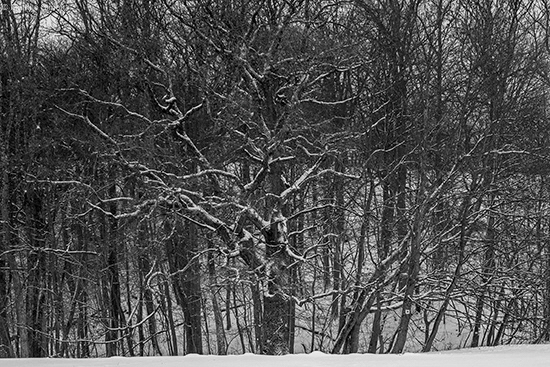 �2014-12-27 baum am kornberg1