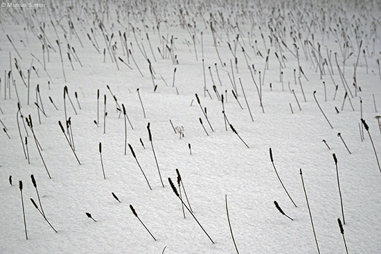 �2014-12-27 gras im schnee am kornberg2
