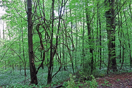 �2015-05-03 wald bei gammelshausen2