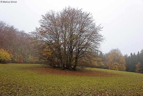 �2015-10-30 herbstbaum kornberg
