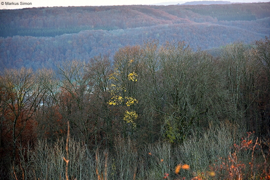 �2015-11-05 herbstwald am kornberg