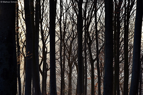 �2015-11-11 kornberg baeume5