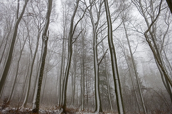 �2015-11-28 kornberg6