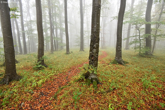 �2016-09-18 baeume im nebel am kornberg1