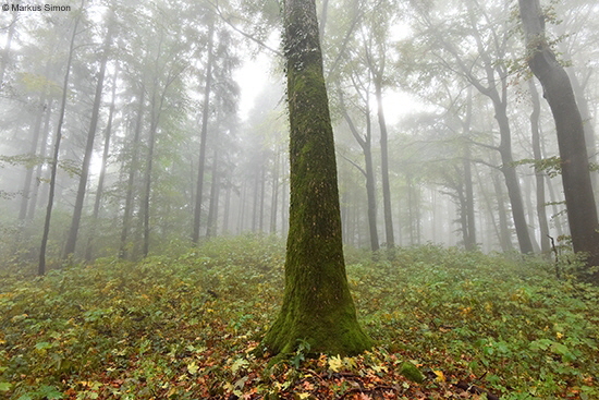 �2016-09-18 baeume im nebel am kornberg12