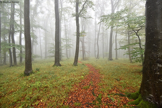 �2016-09-18 baeume im nebel am kornberg3