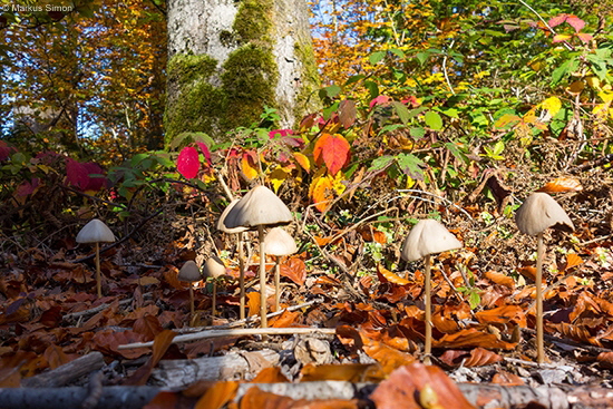 �2016-10-30 pilze im wald2