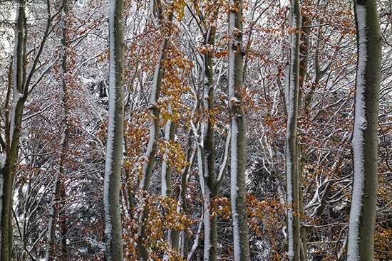 �2016-11-13 kornberg4