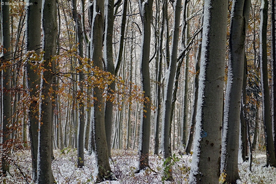 �2016-11-13 kornberg6