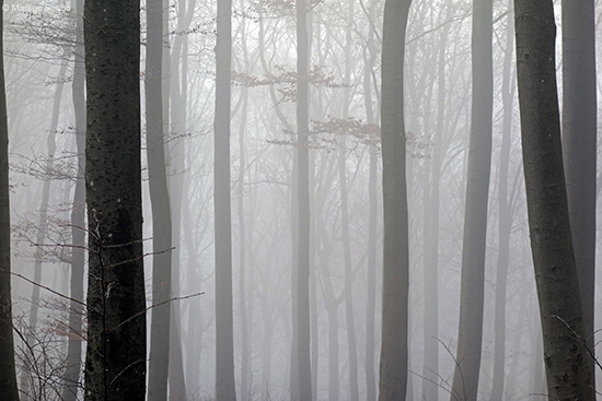 �2016-12-18 nebel am kornberg3