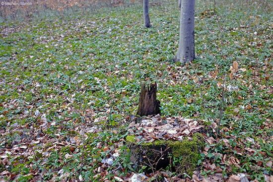 �2017-03-05 wald am fuchseck