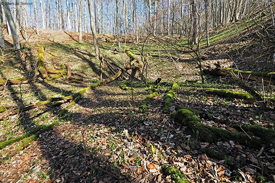 �2017-03-12 wald am fuchseck04