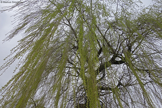 �2017-03-19 trauerweide bei duernau2