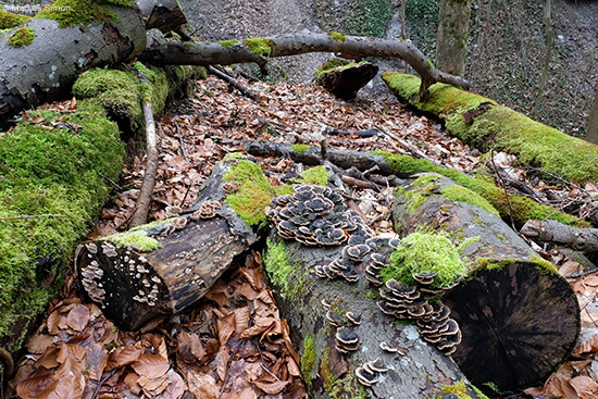 �2018-03-11 wald bei ueberkingen3