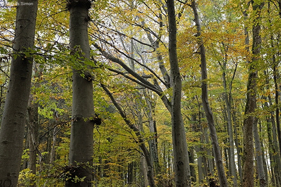 �2018-11-03 kornberg10